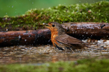 European robin in natural environment, Danube forest, Slovakia, Europe