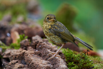 European robin in natural environment, Danube forest, Slovakia, Europe