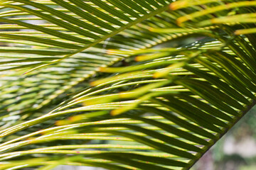 Palm leaf on a Sunny day