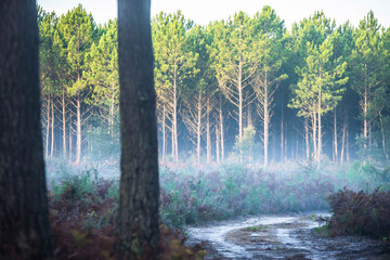 mist in the morning in the forest