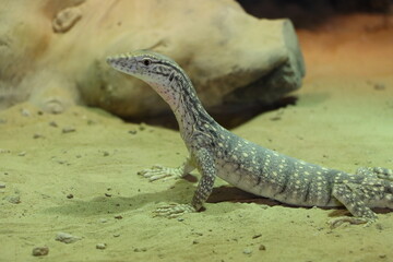 lizard on the ground with blur background
