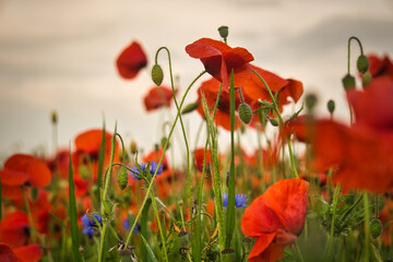 Poppy field in Spring with red poppy flowers