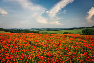 Obraz premium Poppy field in Spring with red poppy flowers