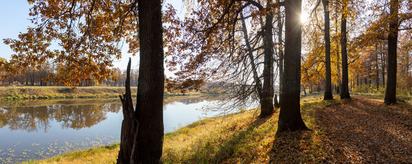 autumn morning in an oak grove. autumn landscape with sun rays