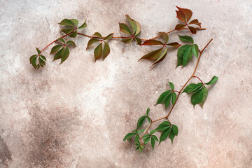 Branches of wild grapes with green and red leaves on a beige grunge background. Autumn beautiful composition. Top view, flat lay.