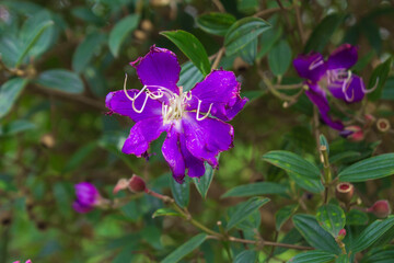 Melastoma malabathricum. Malabar melastome. Indian rhododendron.