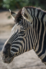 Fototapeta na wymiar Zebra im Zoo
