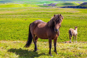 Obraz premium Icelandic horses on a free pasture