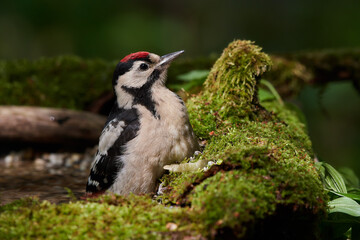 Great spotted woodpecker ,,dendrocops major,, sitting in deep forest, Slovakia, Europe