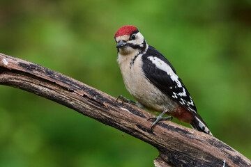 Great spotted woodpecker ,,dendrocops major,, sitting in deep forest, Slovakia, Europe