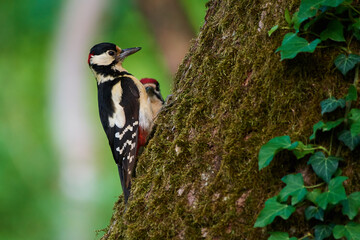 Great spotted woodpecker ,,dendrocops major,, sitting in deep forest, Slovakia, Europe