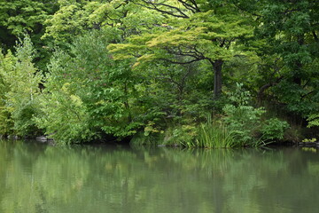 Fototapeta na wymiar The beautiful green forest with the water surface in Sapporo Japan
