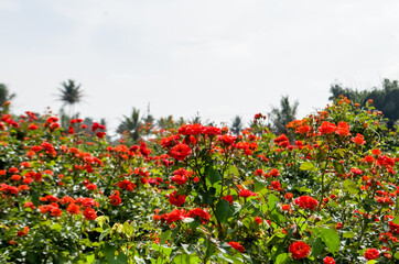 Rose field beautiful roses are there at plant area this flowers are planting for selling purpose because in this days flowers are on-demand globally.    © sandip