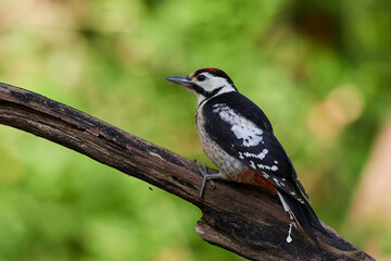 Great spotted woodpecker ,,dendrocops major,, sitting in deep forest, Slovakia, Europe