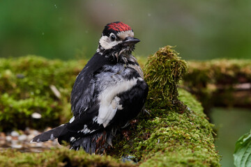 Fototapeta premium Great spotted woodpecker ,,dendrocops major,, sitting in deep forest, Slovakia, Europe