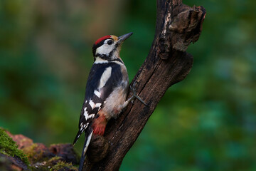 Great spotted woodpecker ,,dendrocops major,, sitting in deep forest, Slovakia, Europe