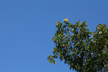 Clove flower with bright and clear blue sky background