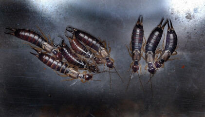 Group of earwig insects in small space between glass sheets.