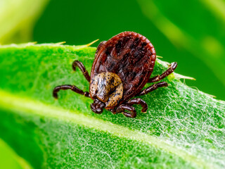 Encephalitis Tick Insect on Green Leaf. Encephalitis Virus or Lyme Borreliosis Disease Infectious Dermacentor Tick Arachnid Parasite Macro.