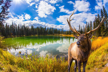 Noble branched deer grazing