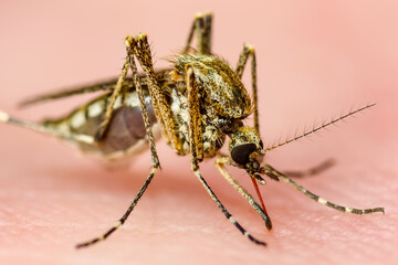 Dangerous Zika Infected Mosquito Skin Bite. Leishmaniasis, Encephalitis, Yellow Fever, Dengue, Malaria Disease, Mayaro or Zika Virus Infectious Culex Mosquito Parasite Insect Macro.