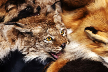 The head of a stuffed lynx lies on the skin of a fox. Hunter trophies at the exhibition site