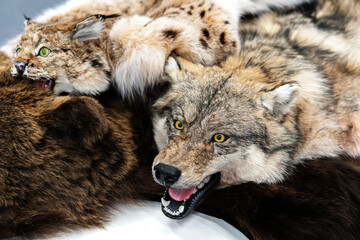 Stuffed Wolf Head. Muzzle of an animal with open mouth. Close-up