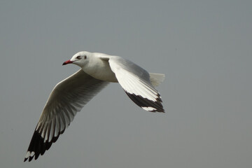 seagull in flight