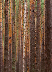 Obraz premium Autumnal pine forest. Abstract monochromatic background with tall young trees of pine, and some bright leaves among them.