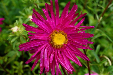 Fototapeta premium The Aster is bright pink with a yellow middle. It is summer.