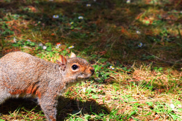 squirrel in the forest