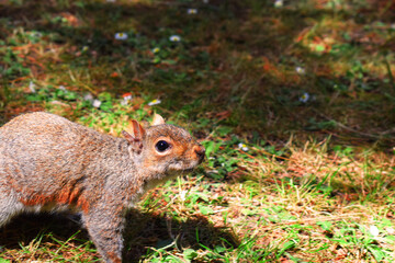 Naklejka na ściany i meble squirrel in the forest