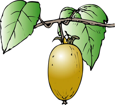 118 Best マタタビ Images Stock Photos Vectors Adobe Stock