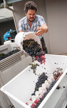 Australian/Argentinian Winemaker Adding Tempranillo Grapes To A Crusher/destemerr At A Small Wine Processing Facility Near Hahndorf In The Adelaide Hills Of South Australia