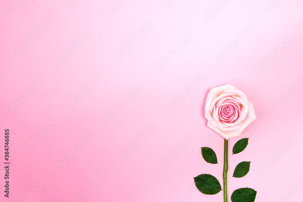 Wall mural beautiful roses on the Romantic pink background 
