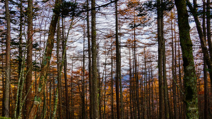forest in autumn