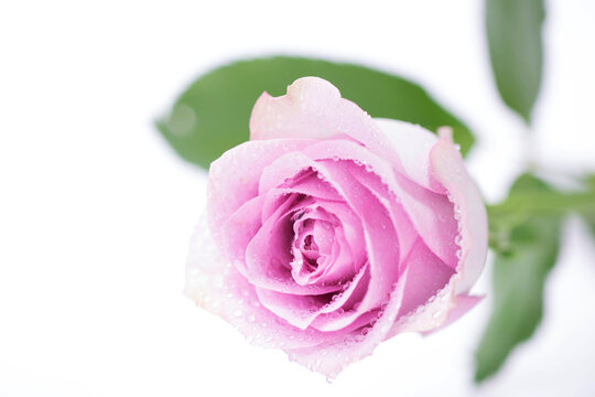 beautiful pink rose

