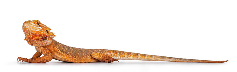 Young adult orange Bearded Dragon standing full lenght side ways. Isolated on white background.