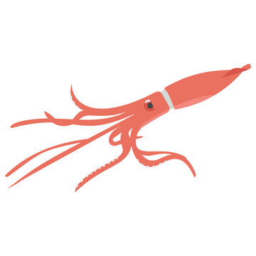 
Squid, an elongated, fast-swimming cephalopod with eight arms 
