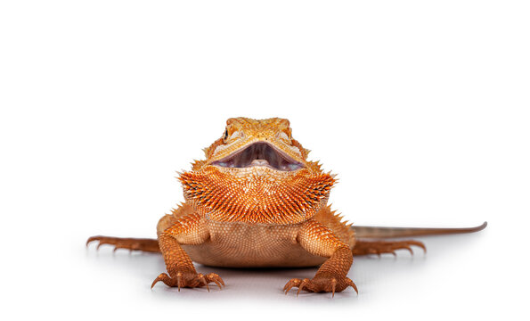 Young adult orange Bearded Dragon aka Pogona Vitticeps, standing facing front with mouth open and showing both eyes. Isolated on white background.