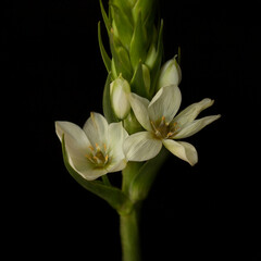 Fototapeta na wymiar Flower arrangement on a black background