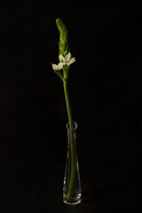 Flower arrangement on a black background