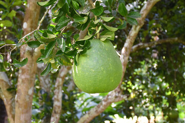 A large round green pomelo fruit hanging on its tree. It has a sweet and sour taste and can be stored for a long time. Thai people can grow this plant all over the provinces.