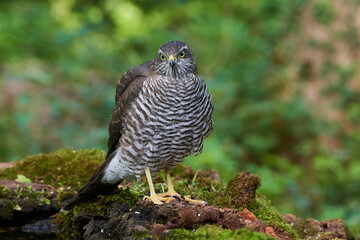 Eurasian sparrowhawk ,,Accipiter nisus,, in natural environment, Danube forest, Slovakia, Europe