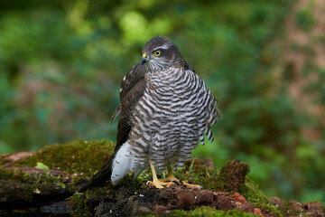 Eurasian sparrowhawk ,,Accipiter nisus,, in natural environment, Danube forest, Slovakia, Europe