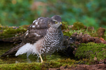 Eurasian sparrowhawk ,,Accipiter nisus,, in natural environment, Danube forest, Slovakia, Europe