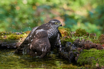 Obraz premium Eurasian sparrowhawk ,,Accipiter nisus,, in natural environment, Danube forest, Slovakia, Europe