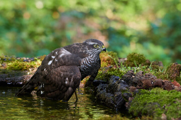Eurasian sparrowhawk ,,Accipiter nisus,, in natural environment, Danube forest, Slovakia, Europe