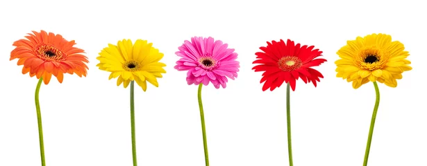 Zelfklevend Fotobehang Gerbera bloemen groep © Scisetti Alfio