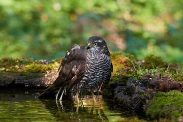 Eurasian sparrowhawk ,,Accipiter nisus,, in natural environment, Danube forest, Slovakia, Europe